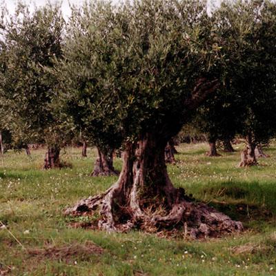Bernardo Arcario Organic Farm - Ulivo