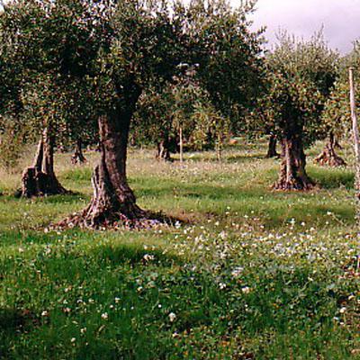 Bernardo Arcario Organic Farm - Uliveto